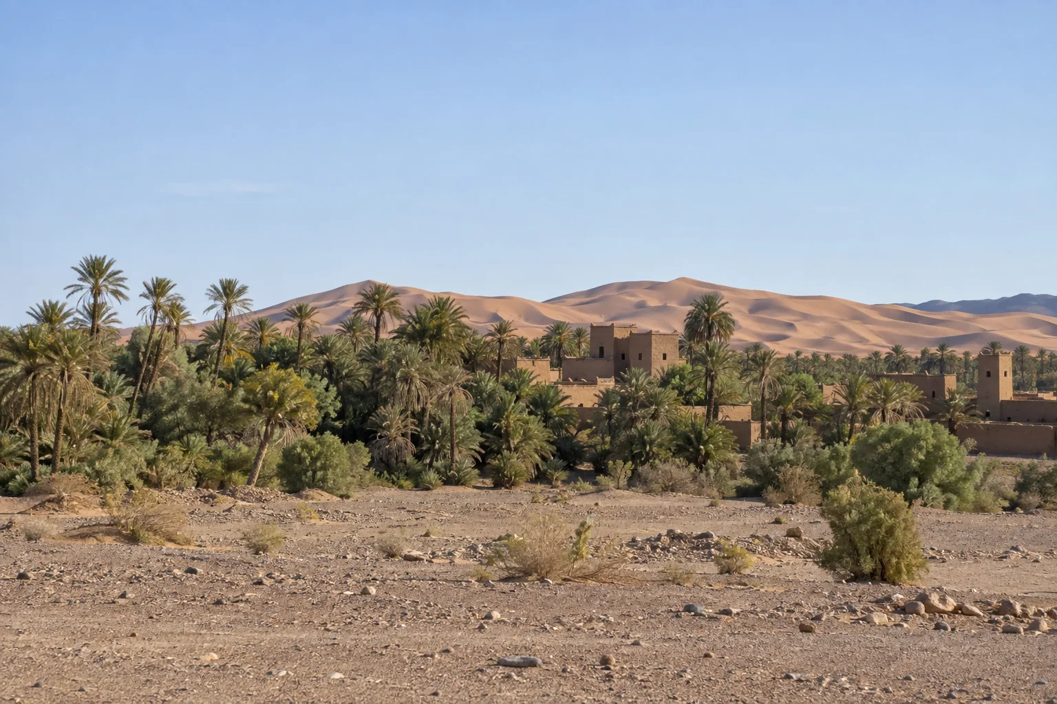 Date palms at the desert edge